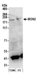 Detection of mouse MON2 by western blot.