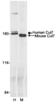 Detection of human and mouse Cul7 by immunoprecipitation.