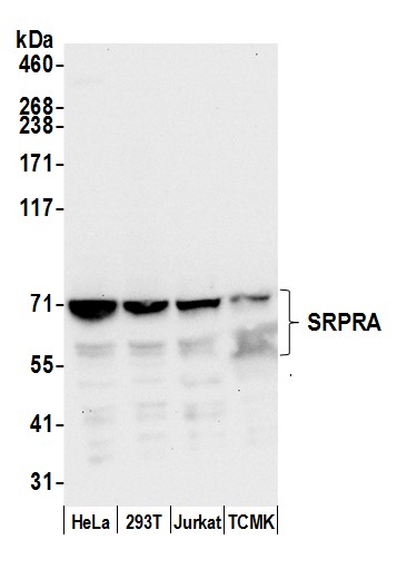 Detection of human and mouse SRPRA by western blot.