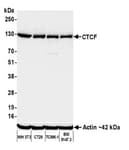 Detection of mouse CTCF by western blot.