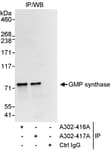 Detection of human GMP synthase by western blot of immunoprecipitates.