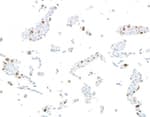 Detection of human p21/CIP1/CDKN1A by immunocytochemistry.