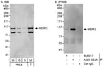 Detection of human WDR3 by western blot and immunoprecipitation.