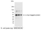 Detection of c-myc-tagged protein by western blot.