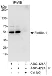 Detection of human Flotillin-1 by western blot of immunoprecipitates.