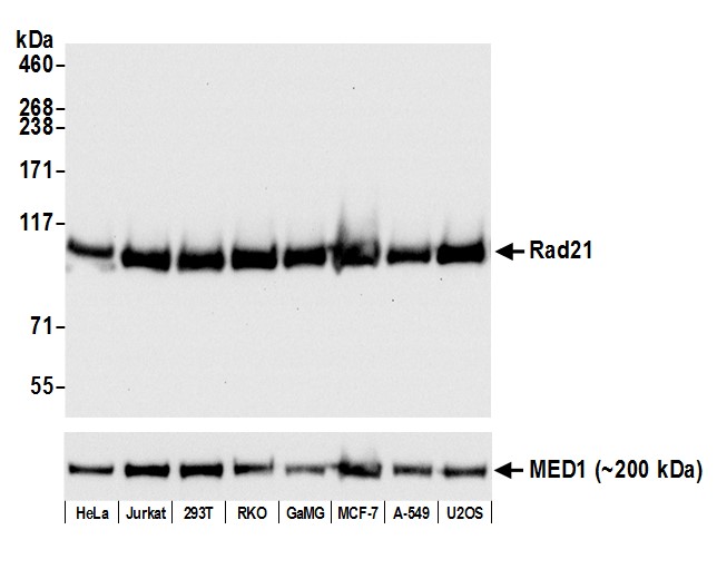 Rabbit anti-Rad21 Recombinant Monoclonal Antibody [BLR052F]