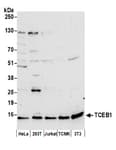 Detection of human and mouse TCEB1 by western blot.