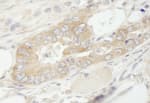 Detection of mouse eEF1G by immunohistochemistry.
