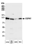 Detection of human CEP97 by western blot.