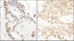 Detection of human and mouse DDX27 by immunohistochemistry.