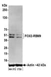 Detection of mouse FOX2/RBM9 by western blot.