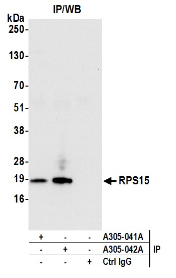 Detection of human RPS15 by western blot of immunoprecipitates.