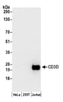 Detection of human CD3D by western blot.