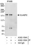 Detection of human CLASP2 by western blot of immunoprecipitates.