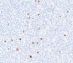 Detection of human LAG3 in FFPE tonsil by immunohistochemistry.