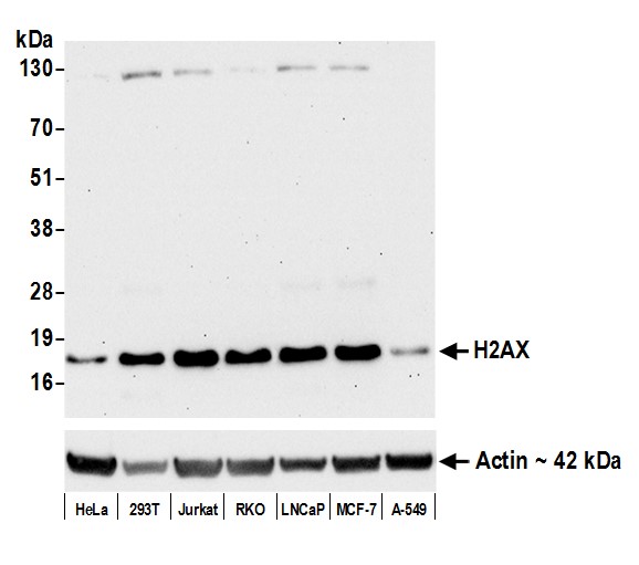 Rabbit anti-H2AX Recombinant Monoclonal Antibody [BLR059F]