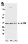 Detection of human GLOD4 by western blot.