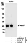 Detection of human REEP4 by western blot of immunoprecipitates.