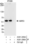Detection of human ABRO by western blot of immunoprecipitates.