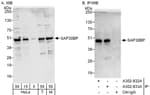 Detection of human and mouse SAP30BP by western blot (h&amp;m) and immunoprecipitation (h).