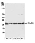 Detection of human C8orf33 by western blot.