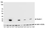 Detection of human Claudin-1 by western blot.