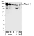 Detection of human and mouse Filamin A by western blot.