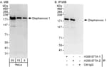 Detection of human Diaphanous 1 by western blot and immunoprecipitation.