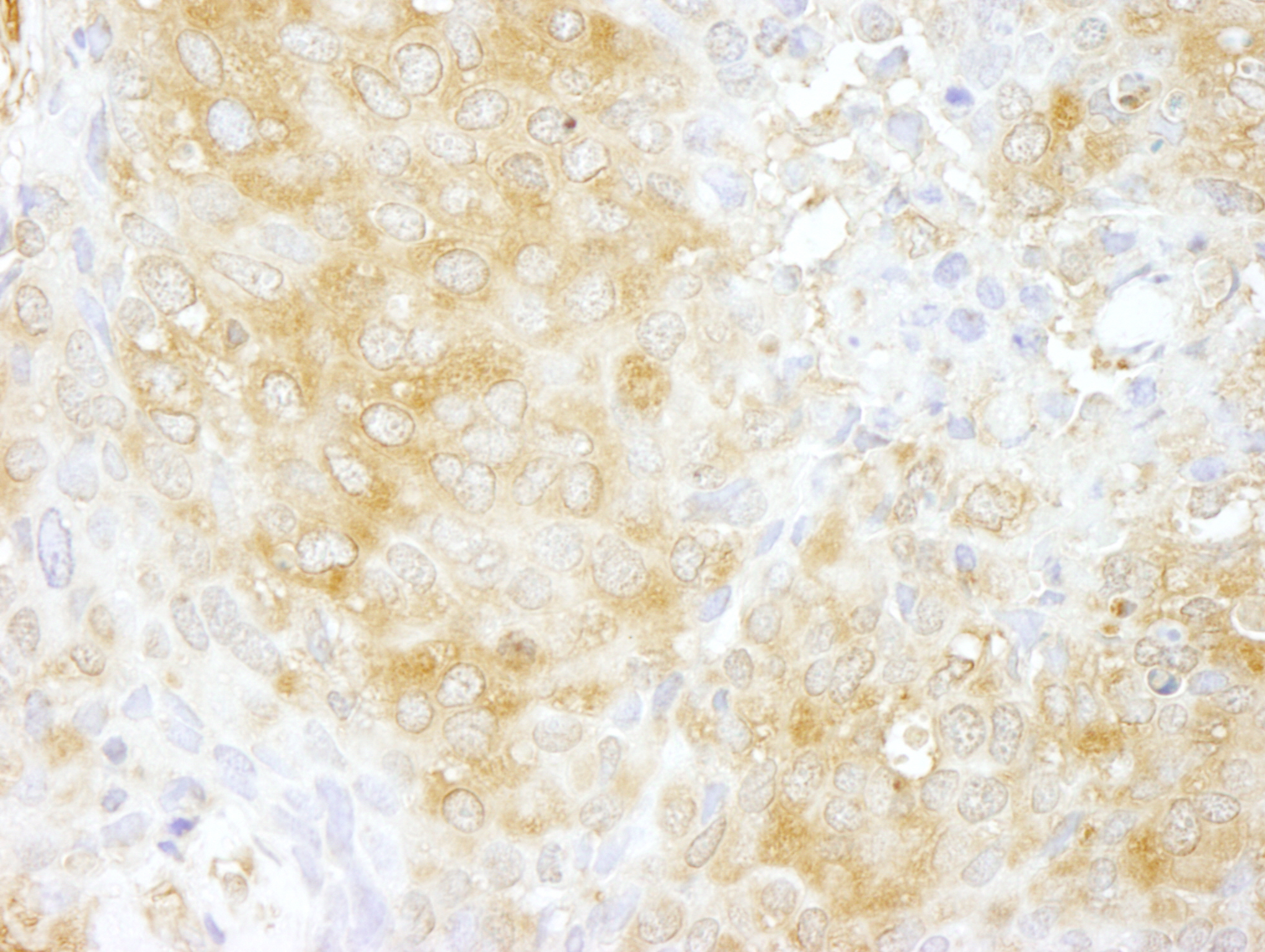 Rabbit anti-Cdc42GAP IHC Antibody