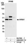 Detection of human AHSA1 by western blot of immunoprecipitates.