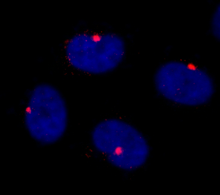 Rabbit anti-CEP290 IHC Antibody