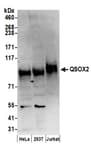 Detection of human QSOX2 by western blot.
