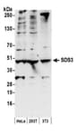 Detection of human and mouse SDS3 by western blot.