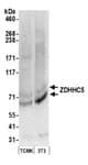 Detection of mouse ZDHHC5 by western blot.