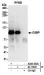 Detection of human OSBP by western blot of immunoprecipitates.