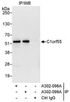 Detection of human C1orf55 by western blot of immunoprecipitates.