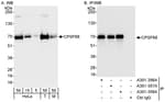 Detection of human and mouse CPSF68 by western blot (h&amp;m) and immunoprecipitation (h).