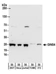 Detection of human and mouse GINS4 by western blot.