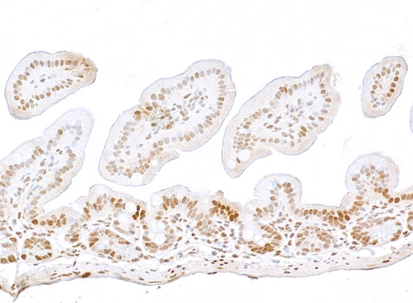 nononページ Rabbit anti-NONO Antibody (Bethyl A300-587)