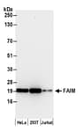Detection of human FAIM by western blot.