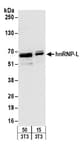 Detection of mouse hnRNP-L by western blot.