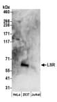 Detection of human LSR by western blot.