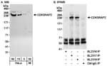 Detection of human CDK5RAP2 by western blot and immunoprecipitation.