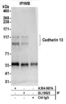 Detection of human Cadherin 13 by western blot of immunoprecipitates.