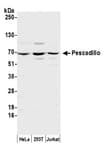 Detection of human Pescadillo by western blot.