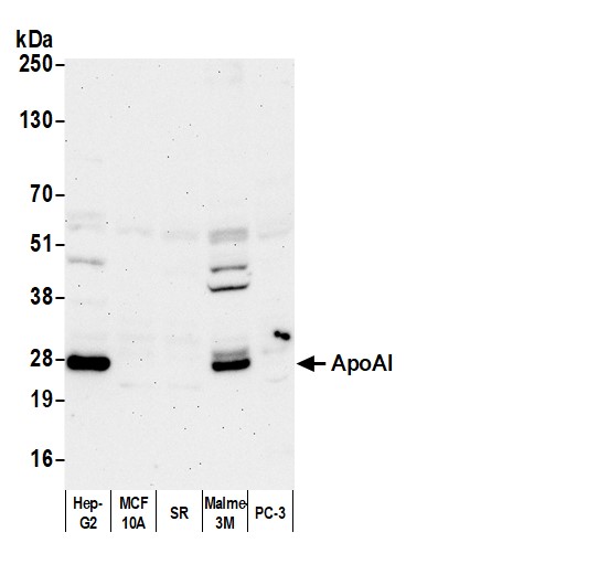 Rabbit anti-Human ApoAI Antibody