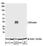 Detection of mouse CD8-alpha by western blot.