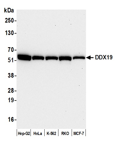 Detection of human DDX19 by western blot.