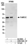 Detection of human FAM53C by western blot of immunoprecipitates.