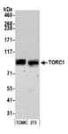 Detection of mouse TORC1 by western blot.